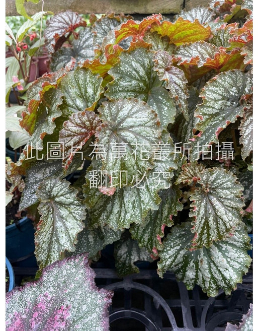 萬花叢 觀葉植物 橘郡海棠/橘郡秋海棠 5吋盆 居家盆栽, 1個