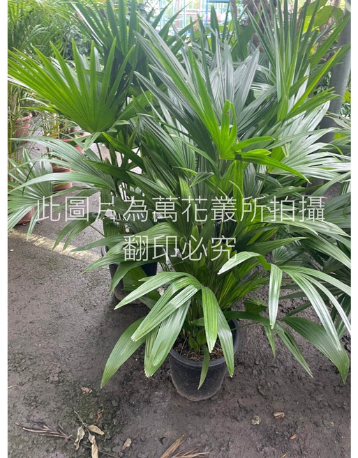 萬花叢 喬木植物 (高約50-80cm) 室內綠植 淨化空氣 居家盆栽, 蒲葵, 1個