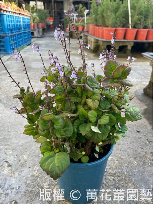 萬花叢 香草植物 (高約10-20cm) 室內盆栽 綠植, 愛氏延明草, 1個