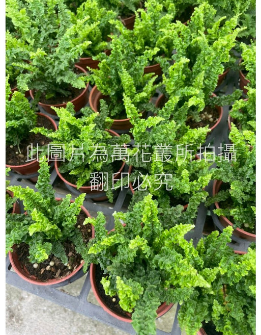 萬花叢 皺葉波士頓腎蕨 觀葉植物 室內盆栽 淨化空氣, 棕色, 1個