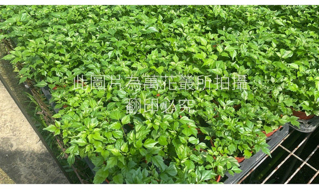 萬花叢 喬木植物【小葉旺旺樹/小葉聚寶樹】 - 綠意盎然 招財納福 美化居家環境, 綠色, 1個