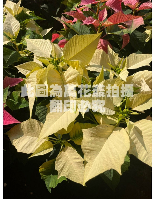 萬花叢 花卉植物【貝利聖誕紅】 - 居家節慶裝飾盆栽, 黃色, 1個