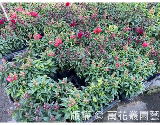 萬花叢園藝 金魚草 花卉植物, 金魚草(隨機花色), 1個