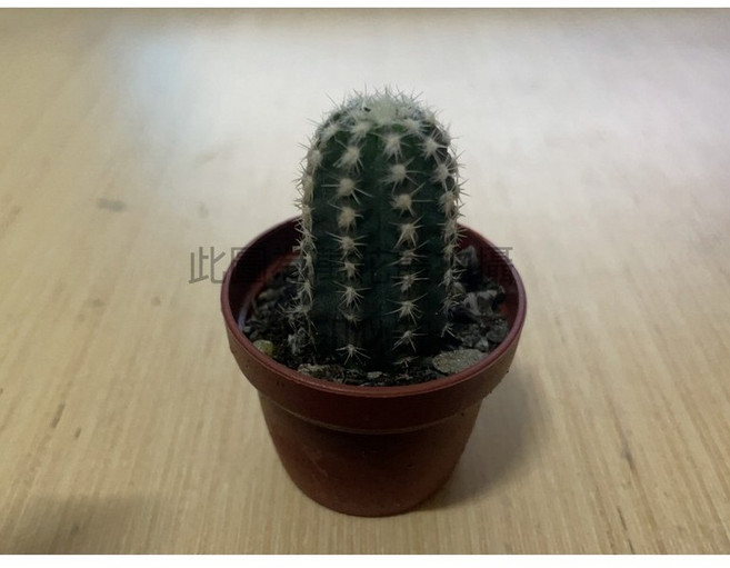 萬花叢 仙人掌植物【子吹短毛丸】1吋盆栽 多肉植物 辦公室盆栽, 棕色, 1個