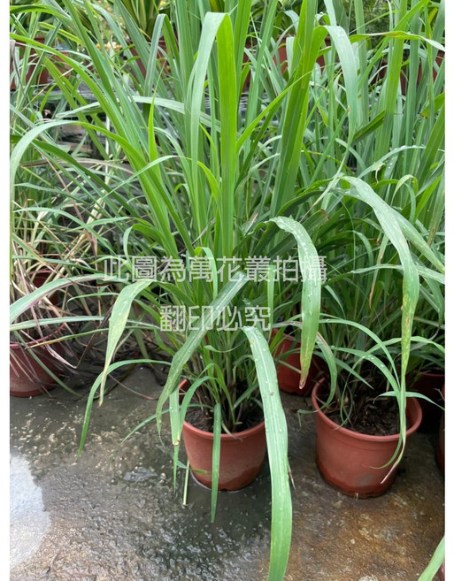 萬花叢 香茅盆栽 5/6吋香草植物 居家擺飾 清新香氣, 棕色, 1個