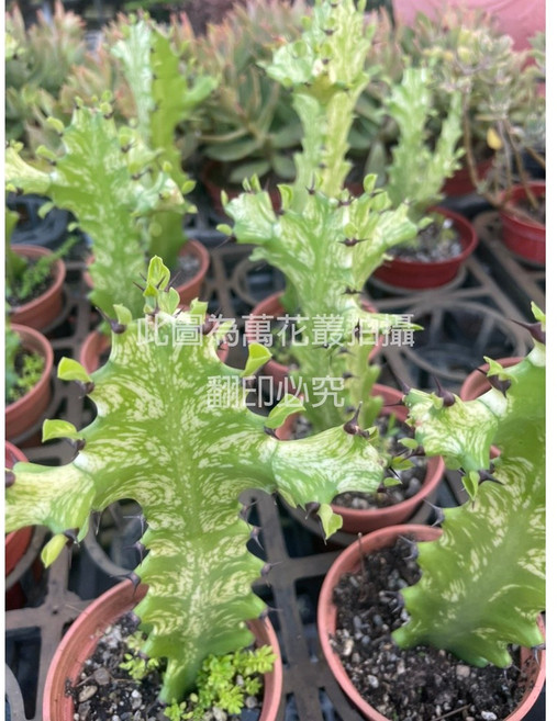 萬花叢 仙人掌盆栽： 3吋盆栽 高約5-10cm 多肉植物 室內盆栽, 綠色, 1個