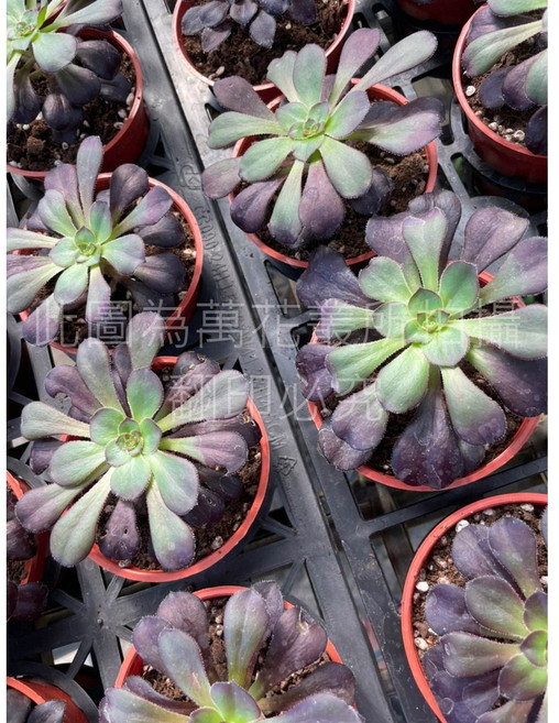 萬花叢 多肉植物 療癒系盆栽 新手入門推薦 淨化空氣, 圓法師, 1個