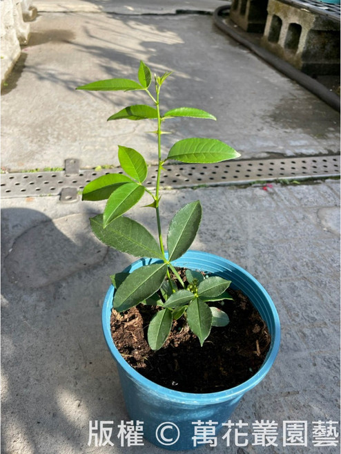 萬花叢園藝 香草植物花椒 居家香料植物 陽台盆栽, 藍色, 1個