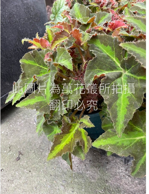 萬花叢 觀葉植物 眼影秋海棠 室內盆栽, 1個