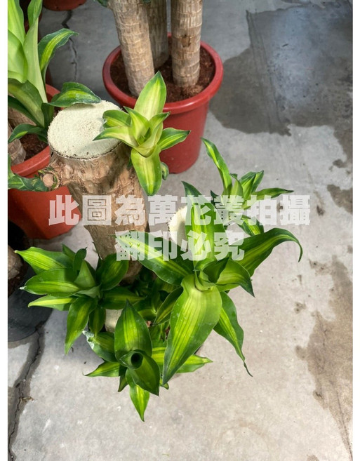 萬花叢 喬木植物 巴西鐵樹 8吋盆栽 (高約30-45cm) - 室內盆栽 綠植, 1個