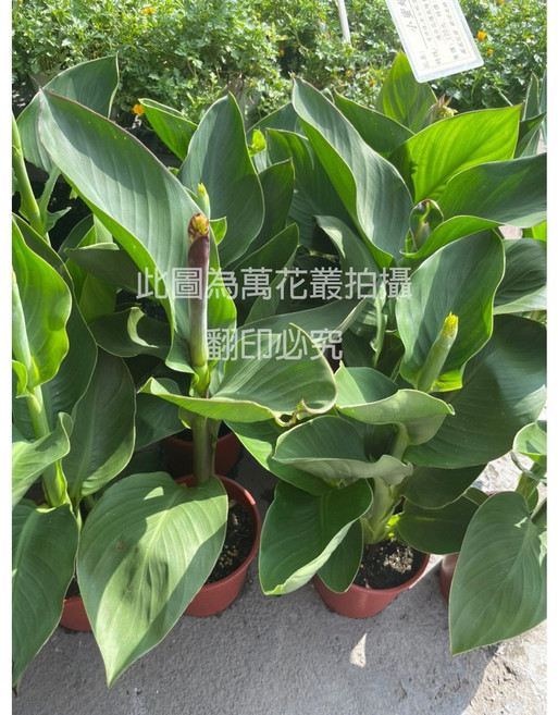 萬花叢 觀葉植物盆栽 (隨機出貨) 綠植盆栽, 美人蕉, 1個