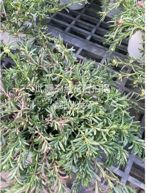 萬花叢 松葉牡丹盆栽, 松葉牡丹(隨機出貨不可挑色, 1個