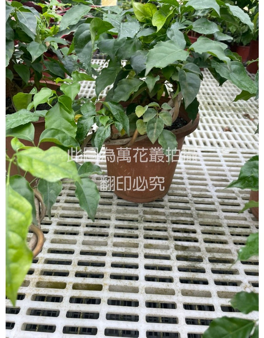 萬花叢 喬木植物【造型聚寶樹】盆栽 綠意盎然 招財納福 居家辦公室盆栽擺飾, 棕色, 1個