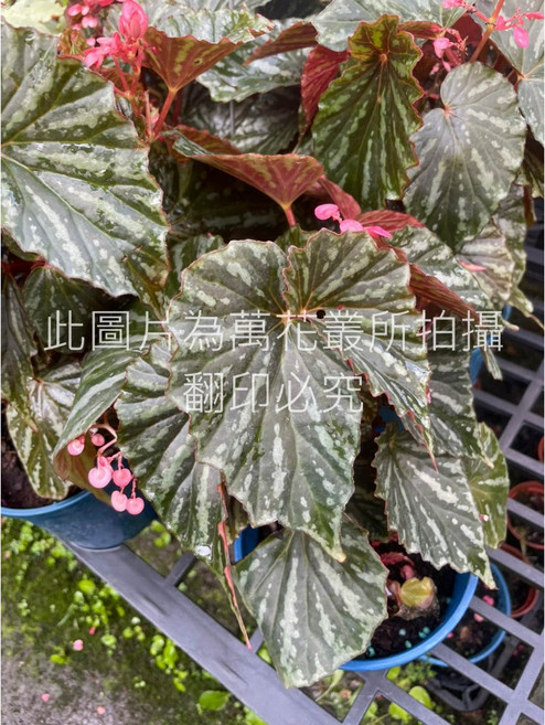 萬花叢 觀葉植物 伊里安海棠/伊里安秋海棠 5吋盆栽 (高約10-25cm) 室內盆栽 觀賞植物, 綠色, 1個