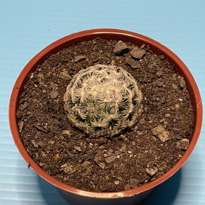 萬花叢 仙人掌植物 3吋盆栽 - 室內綠植 療癒盆栽 多肉植物, 杜威丸, 1個