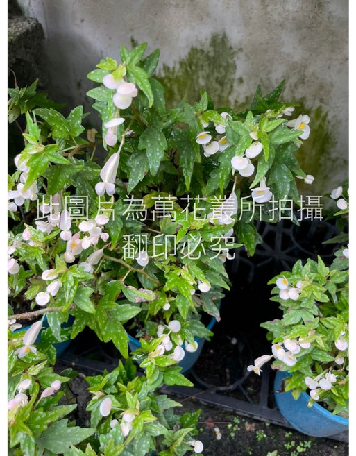 萬花叢 觀葉植物 南非海棠/南非秋海棠 5吋盆栽 室內盆栽, 綠色, 1個
