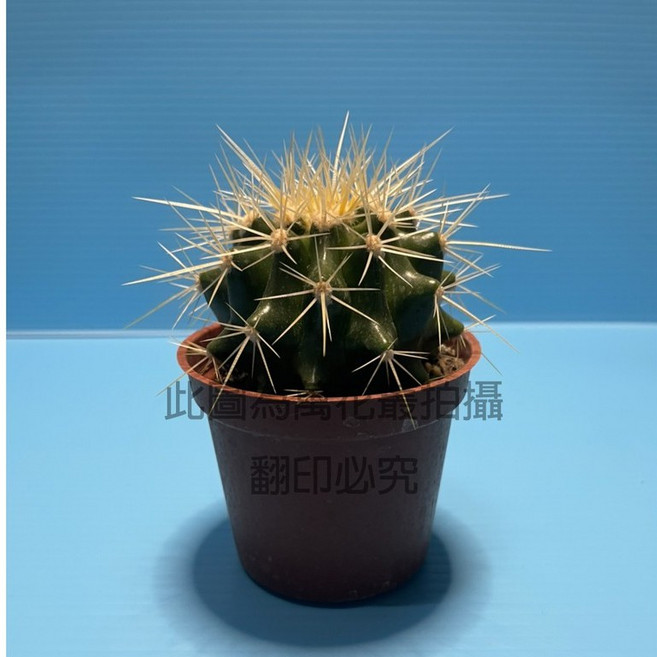 萬花叢 金琥仙人掌 辦公室盆栽, 1個