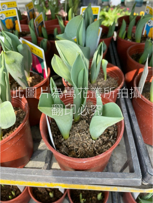 萬花叢 球根花卉鬱金香盆栽 5吋盆栽 室內盆栽, 隨機花色, 1個