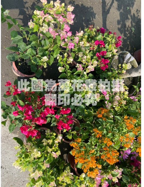 萬花叢 九重葛 7吋盆 陽台植物, 1個