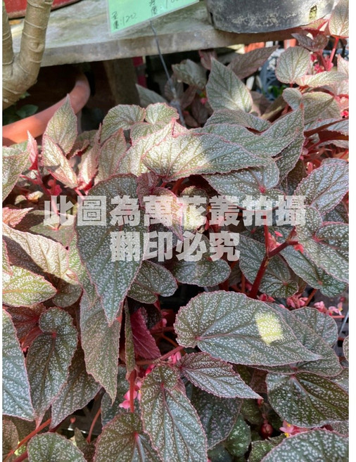 萬花叢 觀葉植物 艾咪海棠 5吋盆栽 (高約15-35cm) 室內盆栽 淨化空氣, 1個