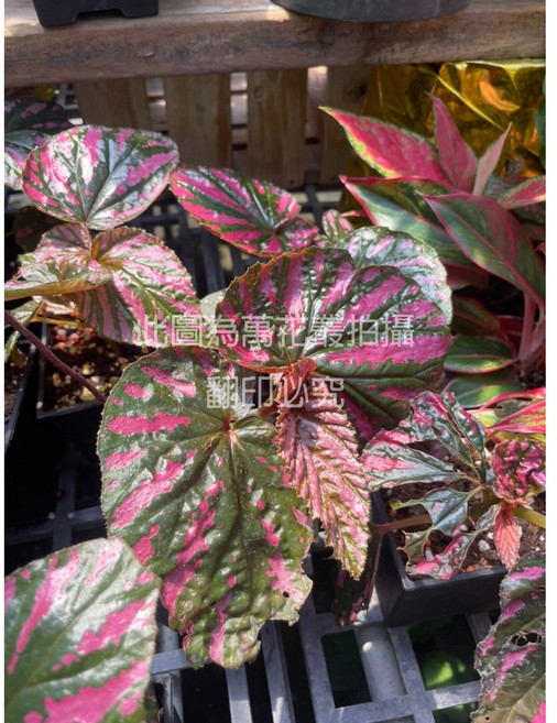 萬花叢 觀葉植物 異色海棠 盆栽 室內盆栽 觀賞植物, 1個