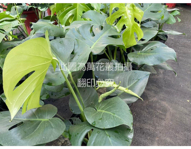 萬花叢 龜背芋 觀葉植物, 綠, 1個