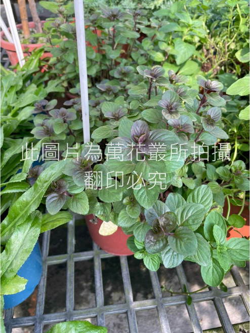 萬花叢 香草植物【萊姆薄荷】 - 新鮮薄荷盆栽 居家 清新空氣 易於種植, 1個