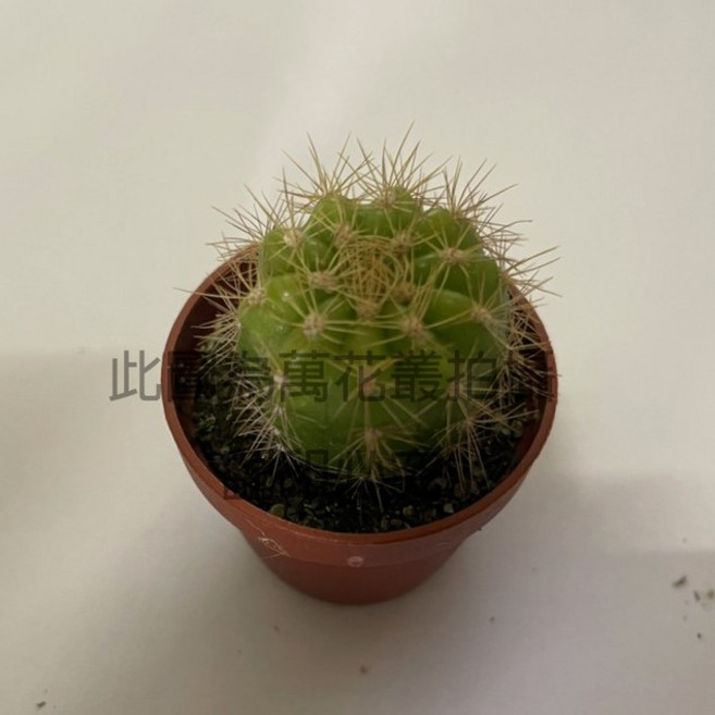 萬花叢 金聖丸仙人掌 迷你1吋盆栽 療癒系桌面植栽, 綠色, 1個