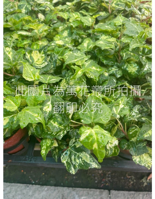 萬花叢 觀葉植物【黃斑灑金常春藤】3吋盆栽 室內盆栽 淨化空氣 新手推薦, 綠色, 1個