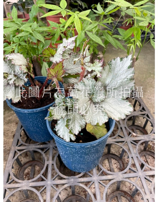 萬花叢 午夜秋海棠 觀葉植物 5吋盆栽, 午夜海棠/午夜秋海棠, 1個
