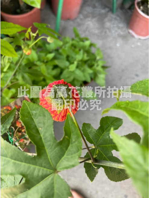 萬花叢 風鈴花 宮燈花 7吋盆栽 植物高約30-45cm