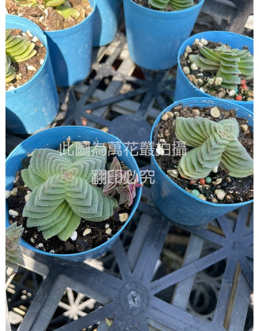 萬花叢 多肉植物【夢巴】 - 療癒系盆栽 輕鬆妝點您的生活空間, 藍色, 1個