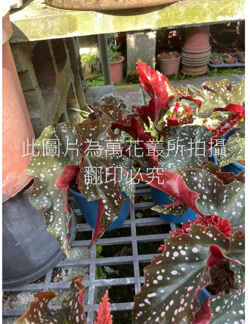 萬花叢 羅西海棠觀葉植物, 綠色，紅色, 1個