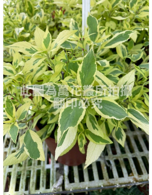 萬花叢 香草植物 - 居家香氛、綠意盆栽、新手推薦, 鳳梨鼠尾草, 1個