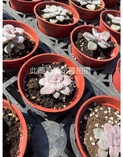 萬花叢 多肉植物 盆栽 - 療癒系 多肉植物 辦公室, 超五雄, 1個
