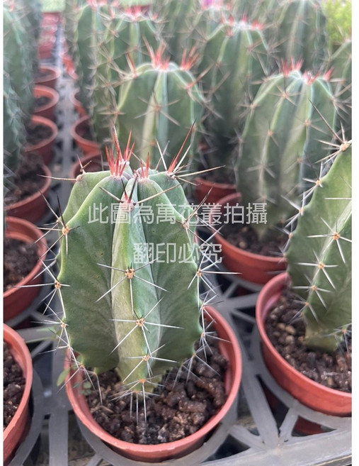萬花叢 仙人掌植物3吋盆栽 - 易於照料的室內綠植 點綴您的生活空間, 朝霧閣(綠, 1個