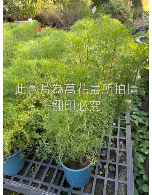 萬花叢 香草植物 - 淨化空氣、容易照顧的室內盆栽, 茵蔯蒿, 1個