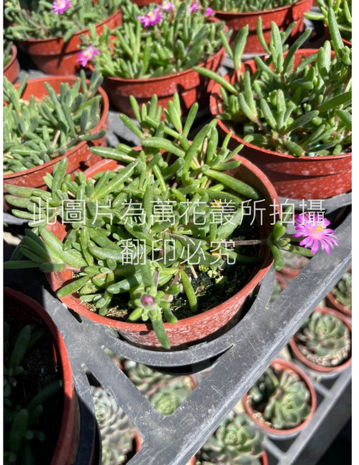 萬花叢 多肉植物【冰晶/冰晶花】 - 療癒系盆栽 新手推薦 辦公室綠植, 紅棕色, 1個
