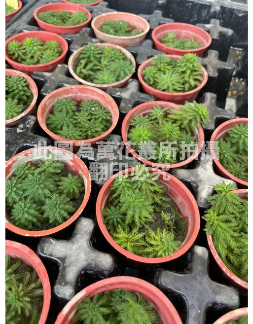萬花叢 水生植物 狐尾藻 1.5吋盆 - 水族箱造景、淨化水質、易於養護, 1個