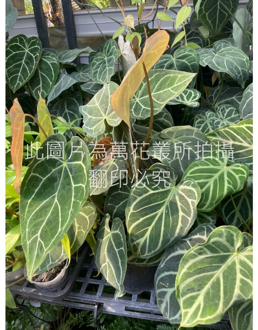 萬花叢 觀葉植物【水晶花燭(大)】 - 室內盆栽、淨化空氣、療癒植栽