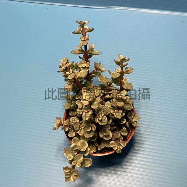 萬花叢 多肉植物 (療癒系盆栽、辦公室小物), 雅樂之舞/斑葉銀杏木, 1個