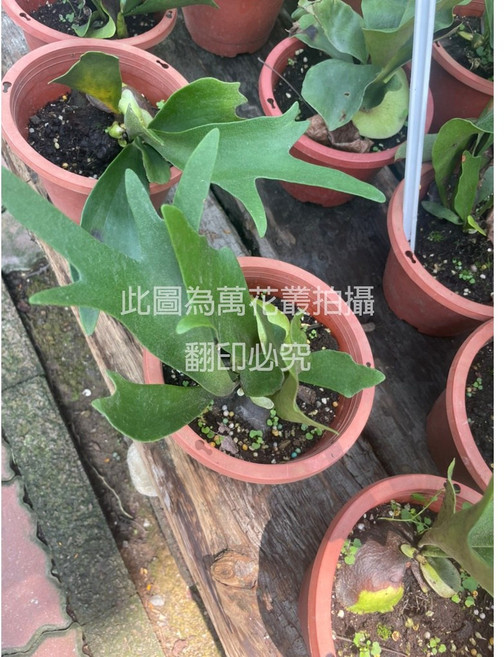 萬花叢 觀葉植物 台灣原生種鹿角蕨 5吋盆 室內盆栽, 紅棕色, 1個