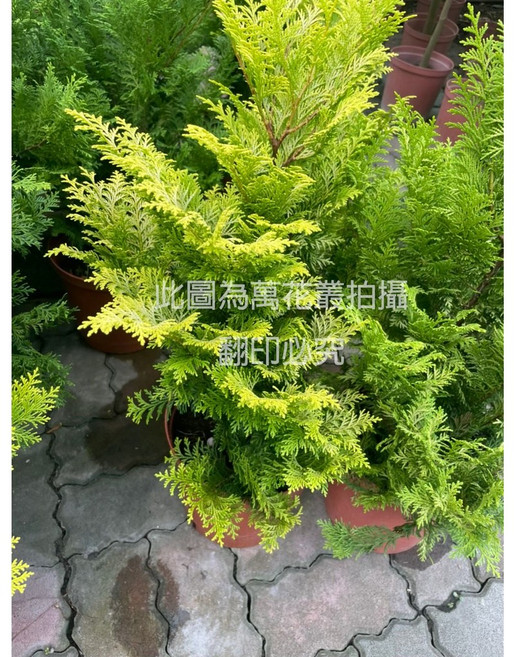萬花叢 黃金檜木 8吋盆栽 喬木植物 室內綠植, 棕色, 1個