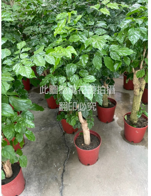 萬花叢 喬木植物【進財樹】盆栽 - 室內綠植盆栽 招財進寶 美化居家環境