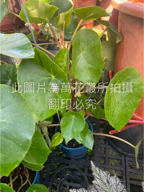 萬花叢 觀葉植物 5吋盆栽 - 綠意盎然 輕鬆點綴居家空間, 沙漠海棠/沙漠秋海棠, 1個