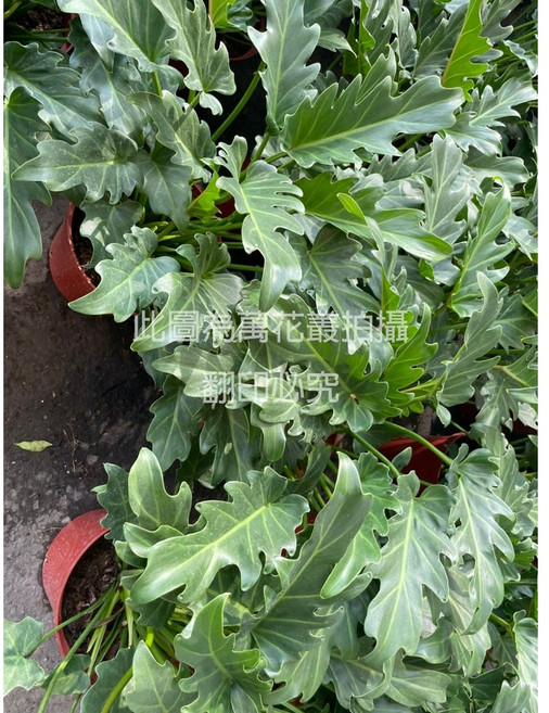 萬花叢 觀葉植物 室內綠植盆栽 美化空間、淨化空氣 新手推薦, 奧利多蔓綠絨, 1個