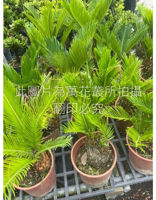 萬花叢 喬木植物 室內盆栽, 琉球鐵樹(綠), 1個