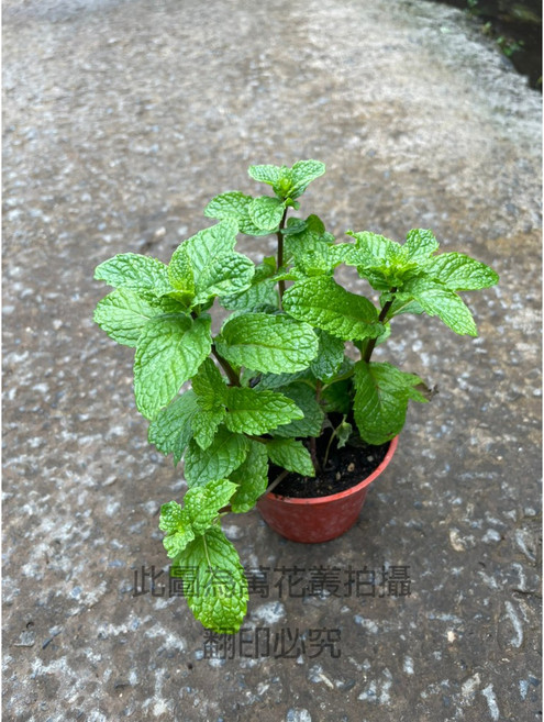 萬花叢 香草植物【薄荷】3吋盆栽 - 新鮮薄荷葉、可食用、易種植、提神醒腦, 紅棕色, 1個