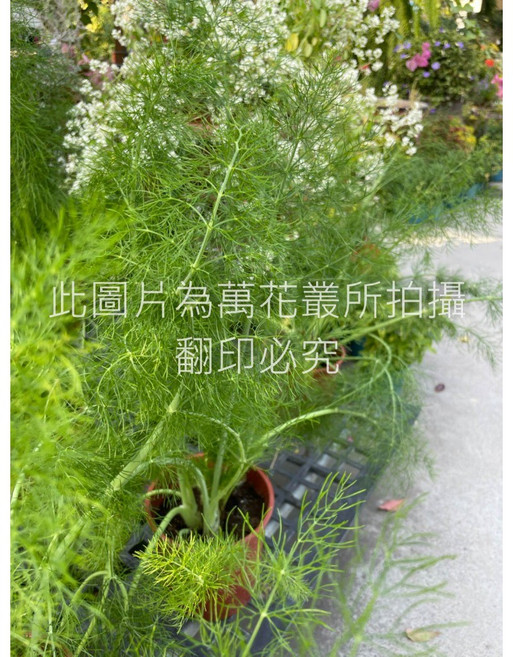 萬花叢 香草植物【蒔蘿】5吋盆栽 - 新鮮綠植，居家盆栽，香草盆栽, 蒔蘿, 1個