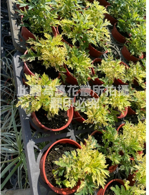 萬花叢 香草植物【斑葉艾草】3吋盆栽 清新空氣、驅蚊蟲, 棕色, 1個